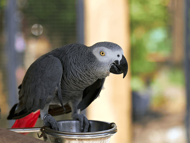 Papagáj sivý - žako