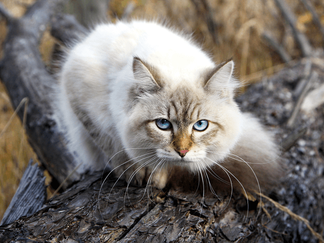 Sibírska mačka na jeseň