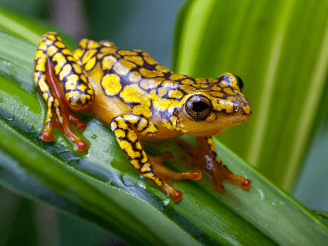 Žltá žaba z čeľade pralesničkovitých