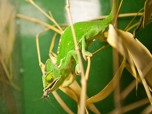 Chameleón jemenský - lat. Chamaeleo calyptratus