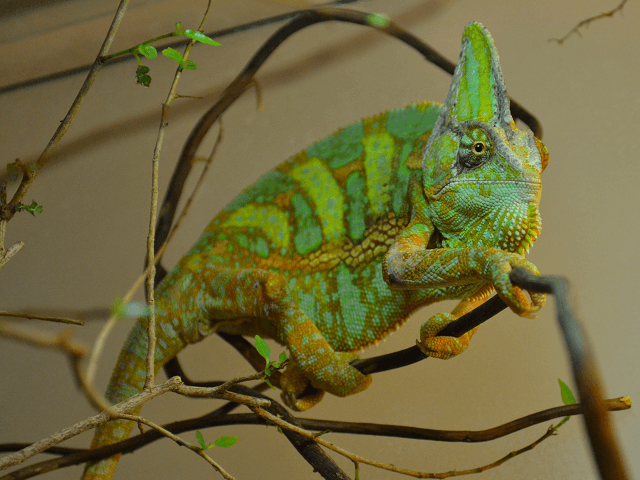 Chameleón jemenský