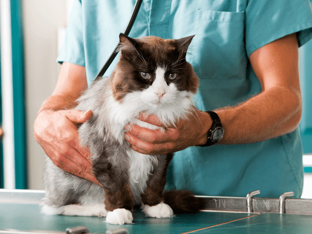 Mačka na veterinárnej prehliadke