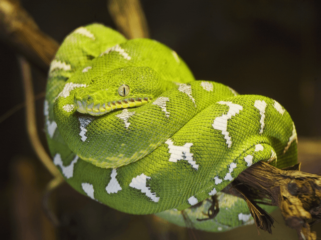 Psohlavec zelený, lat. corallus caninus