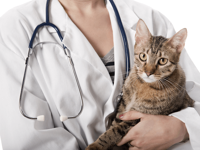 Veterinár drží v rukách mačku