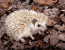 Ježko bielobruchý (Atelerix albiventris) ako domáci miláčik